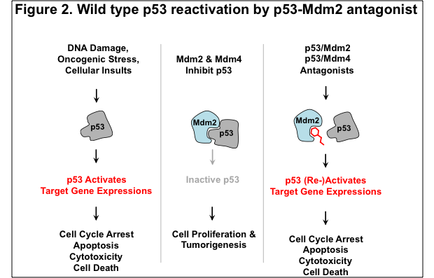 Figure 2. Wild type p53